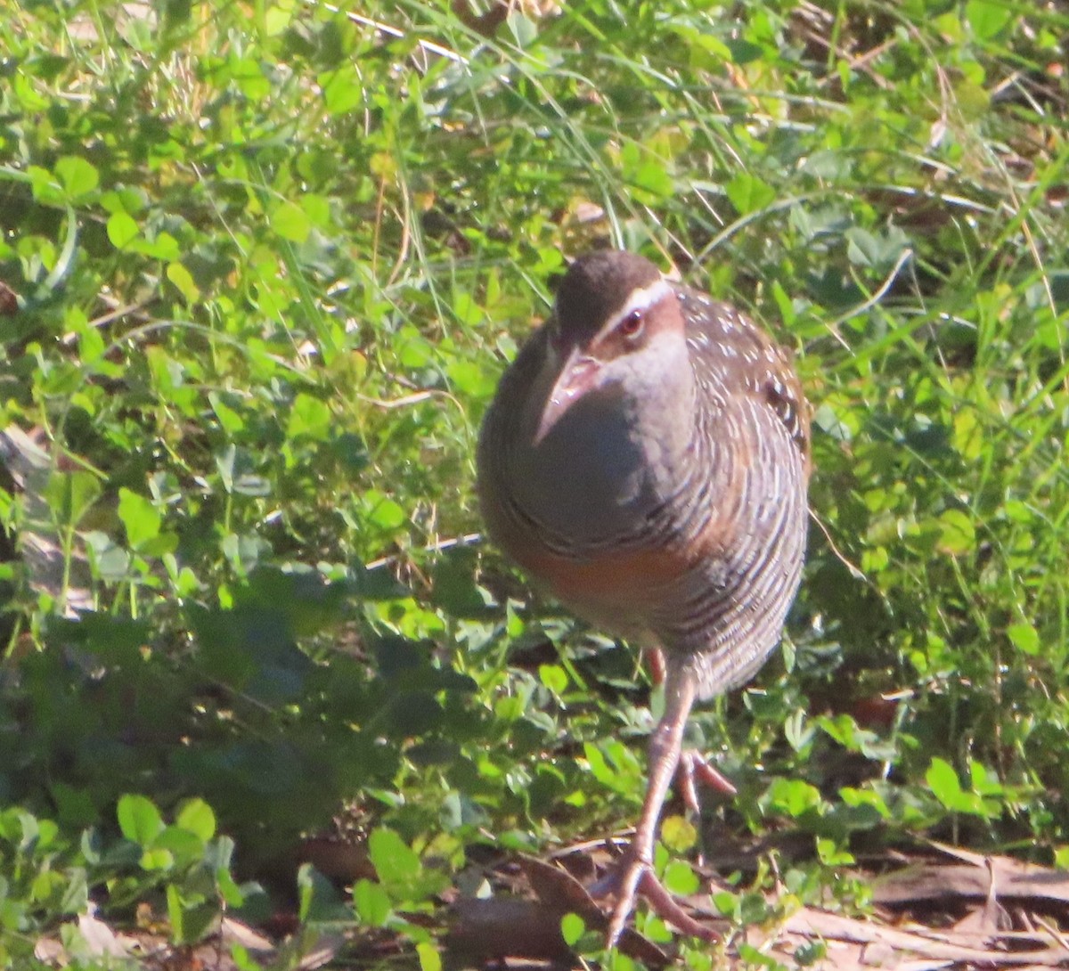 Buff-banded Rail - ML598294541