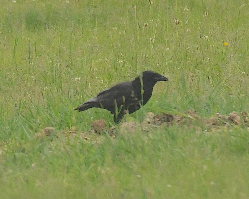 American Crow - Ted Wolff