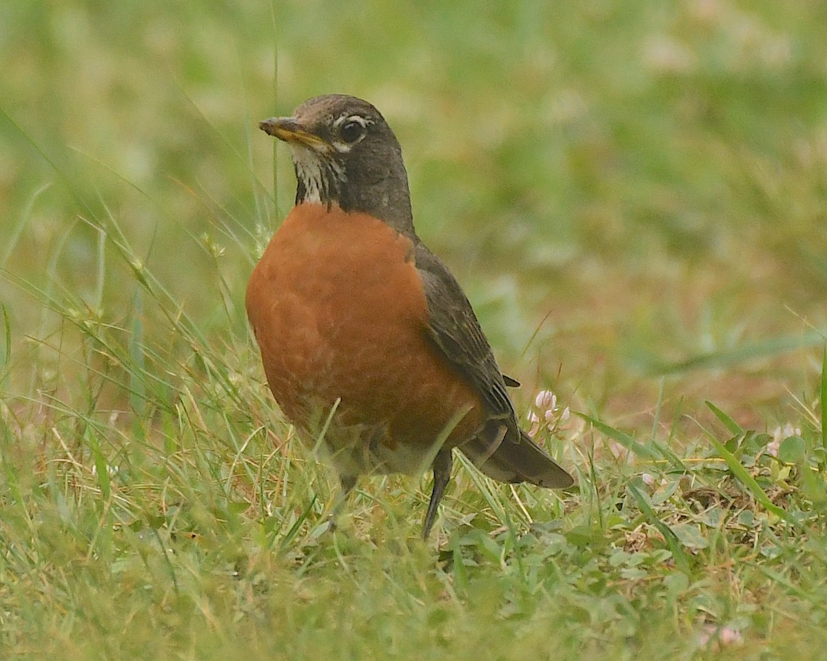 American Robin - Ted Wolff