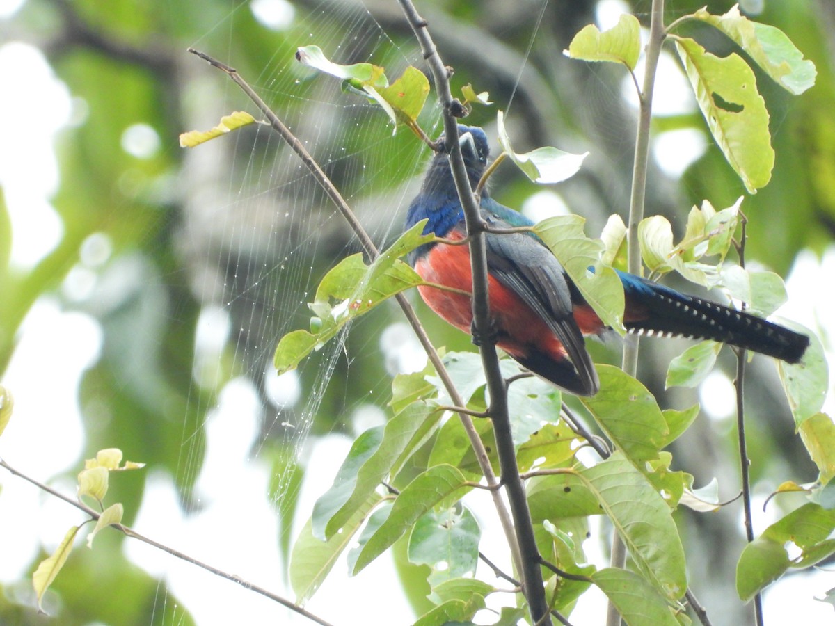 Blue-crowned Trogon - ML598297351