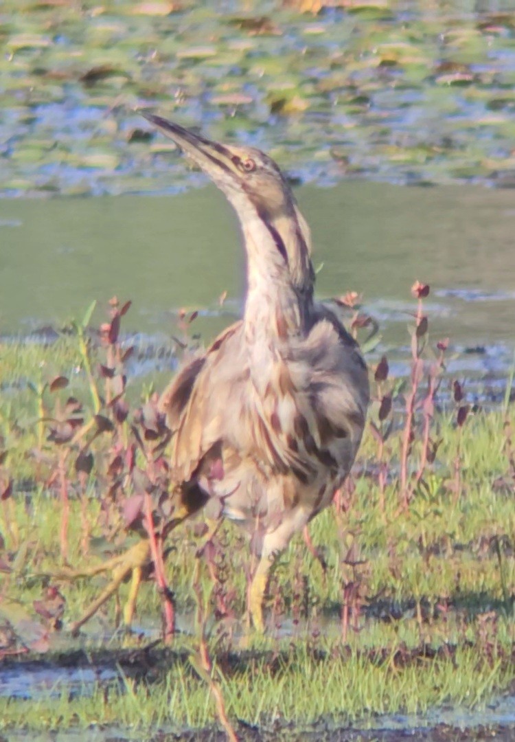 American Bittern - ML598297591