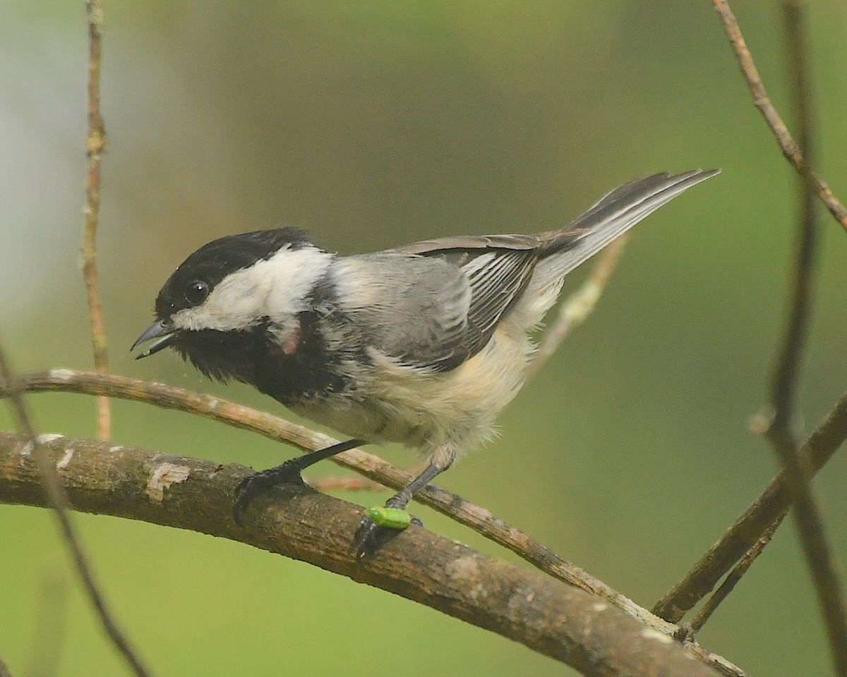 Black-capped Chickadee - Ted Wolff