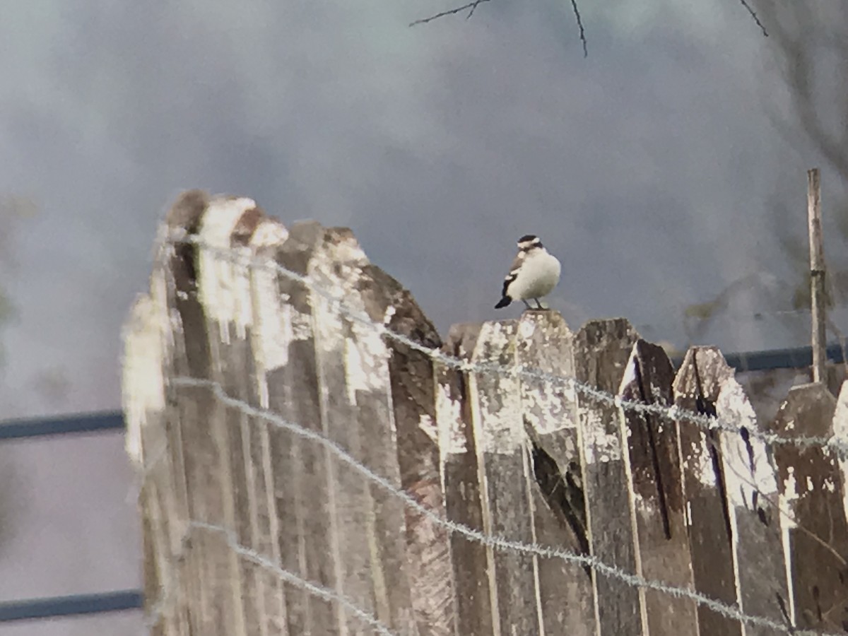 Black-crowned Monjita - ML598297871