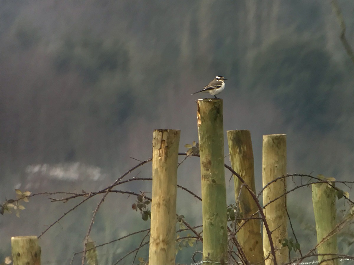 Black-crowned Monjita - ML598297891