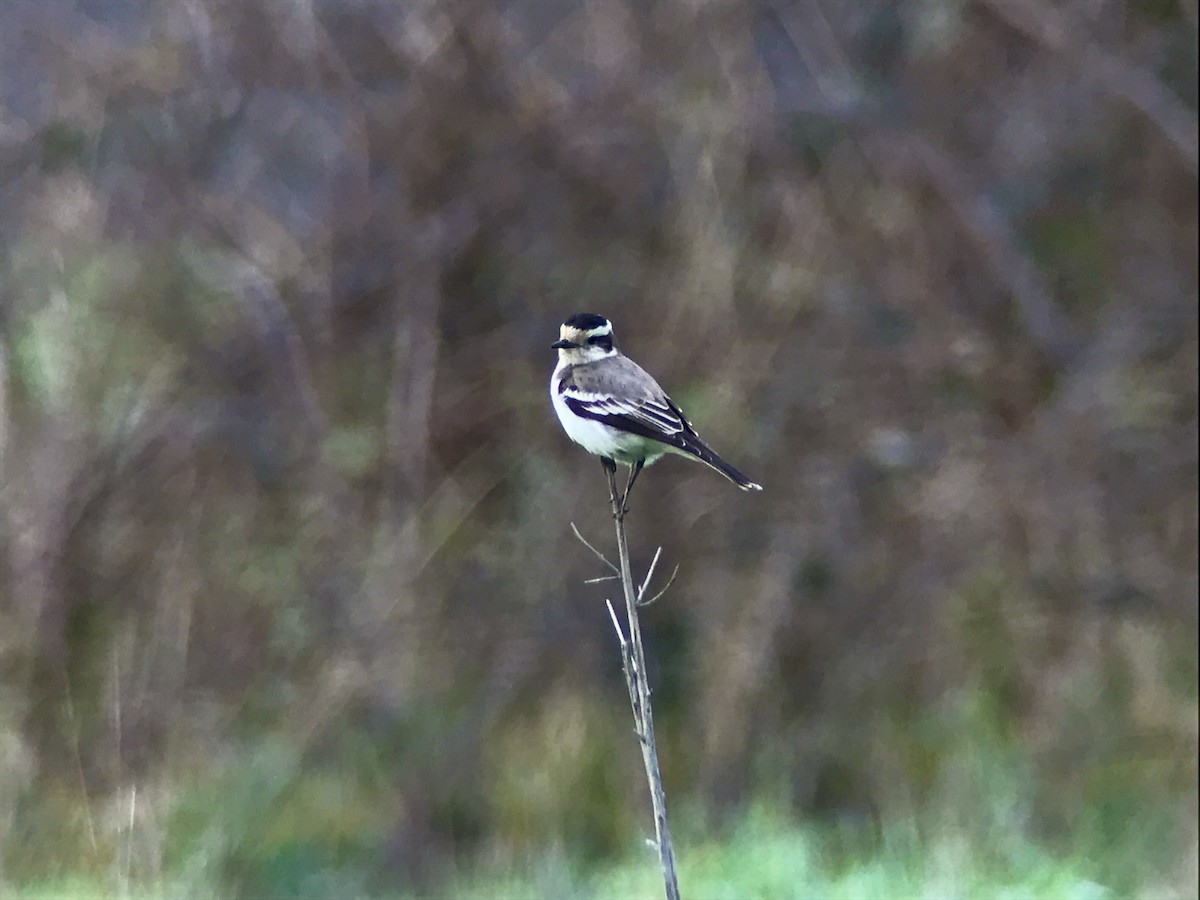 Black-crowned Monjita - ML598297901