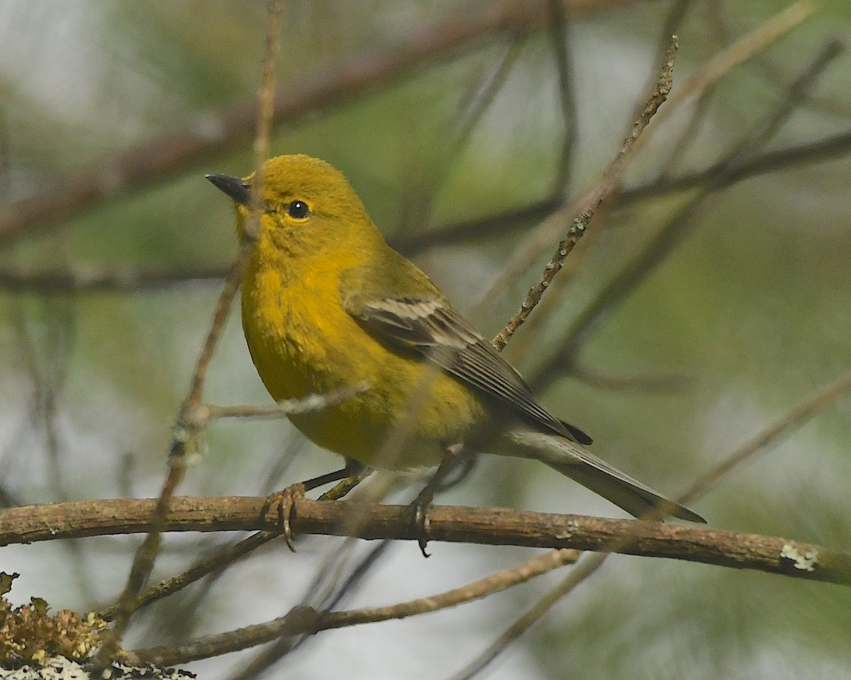 Pine Warbler - Ted Wolff