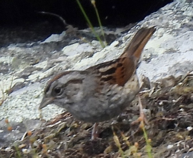 Swamp Sparrow - ML598298721