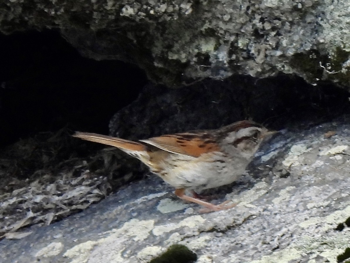 Swamp Sparrow - ML598298731