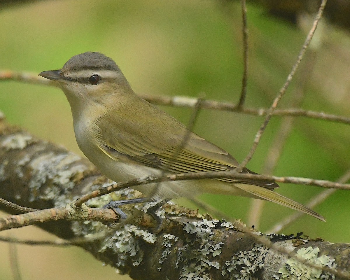 Red-eyed Vireo - Ted Wolff