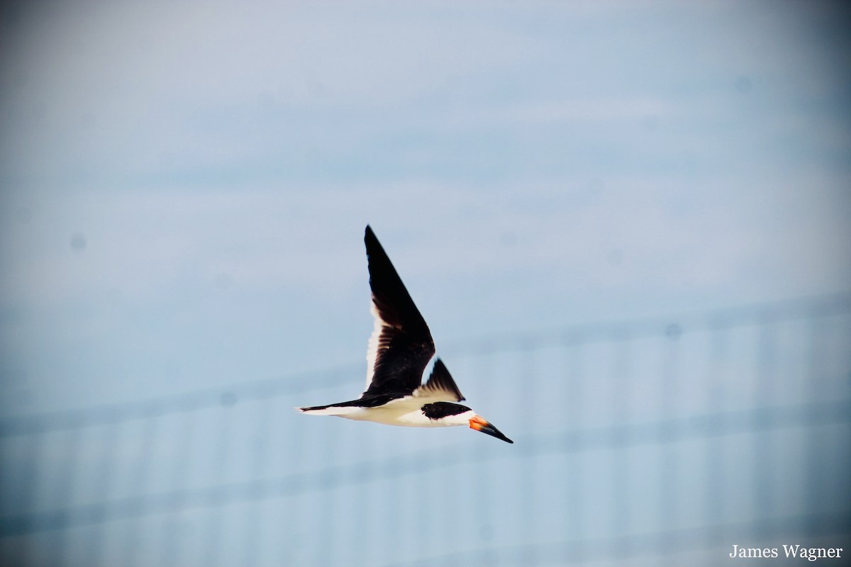 Black Skimmer - ML598299061