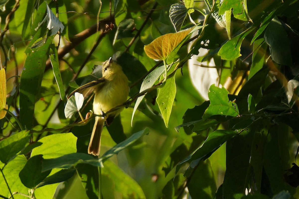 Yellow Tyrannulet - ML598299081