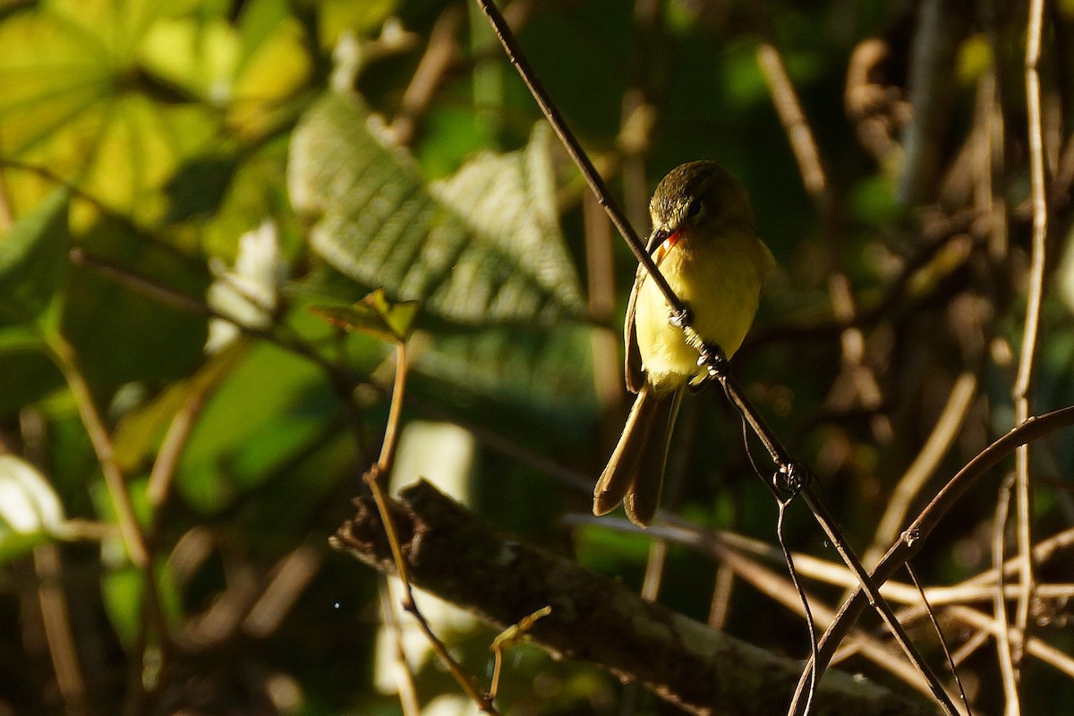 Yellow Tyrannulet - ML598299091