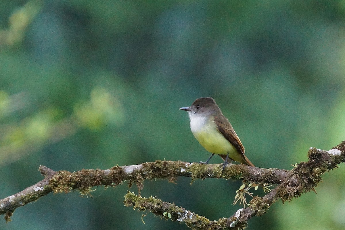 Dusky-capped Flycatcher - ML598299351