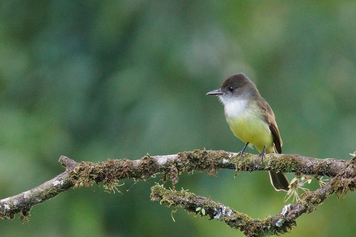 Dusky-capped Flycatcher - Réal Boulet 🦆