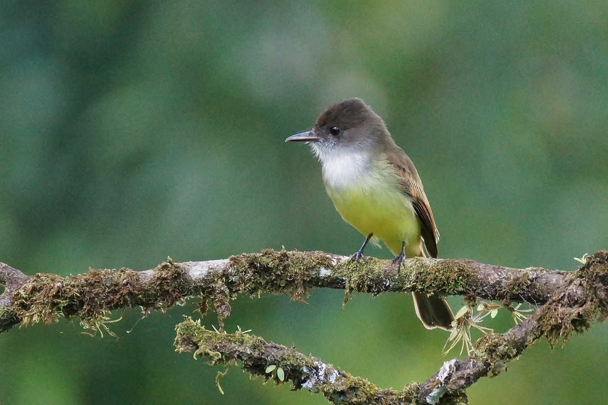 Dusky-capped Flycatcher - ML598299371