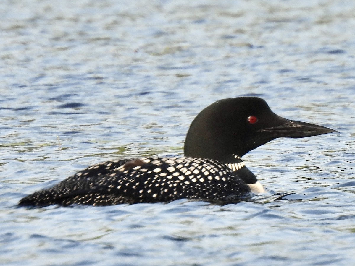 Plongeon huard - ML598299401