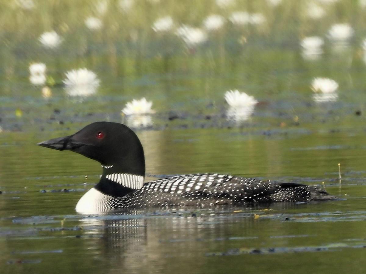 Plongeon huard - ML598299411