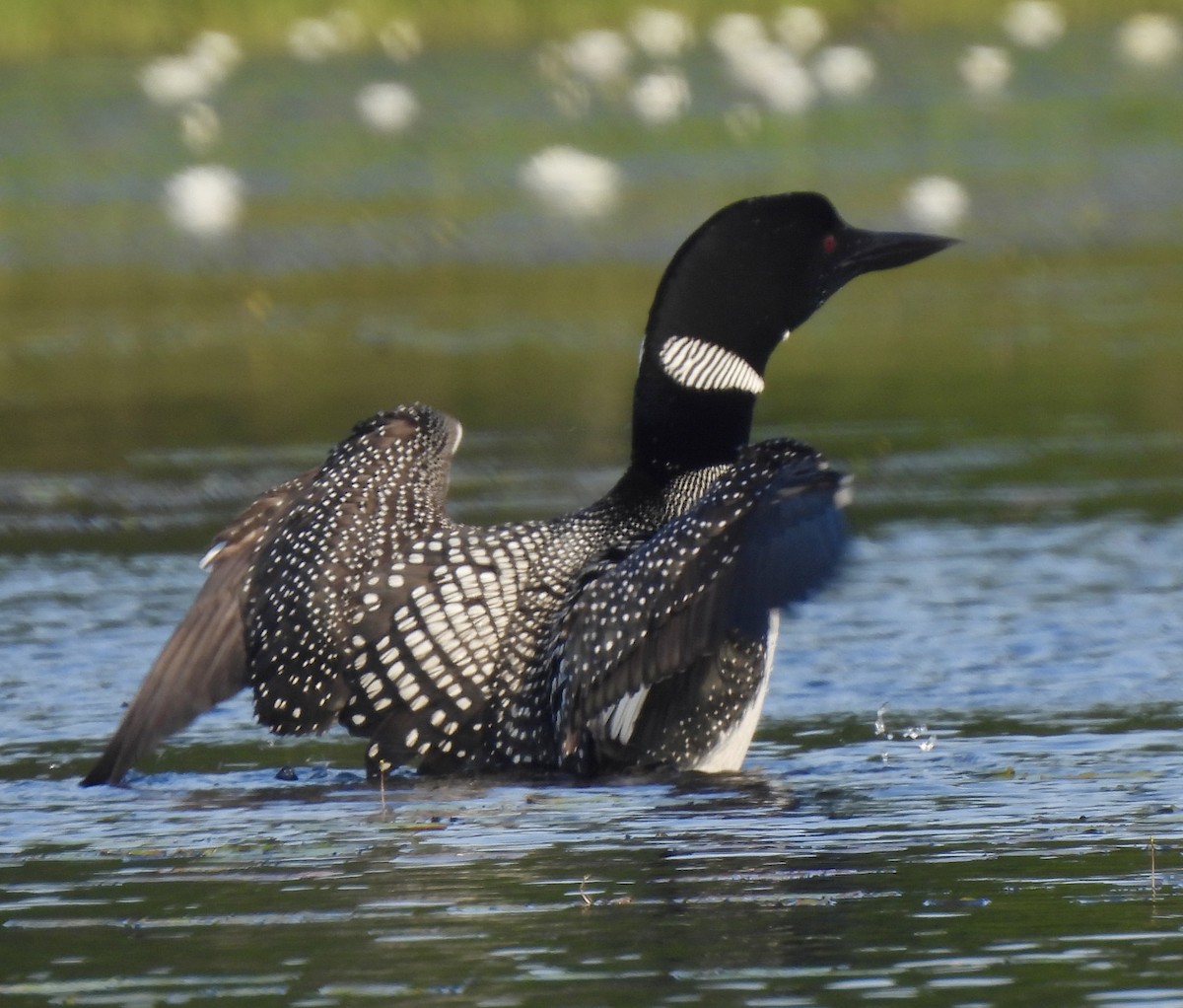 Plongeon huard - ML598299421