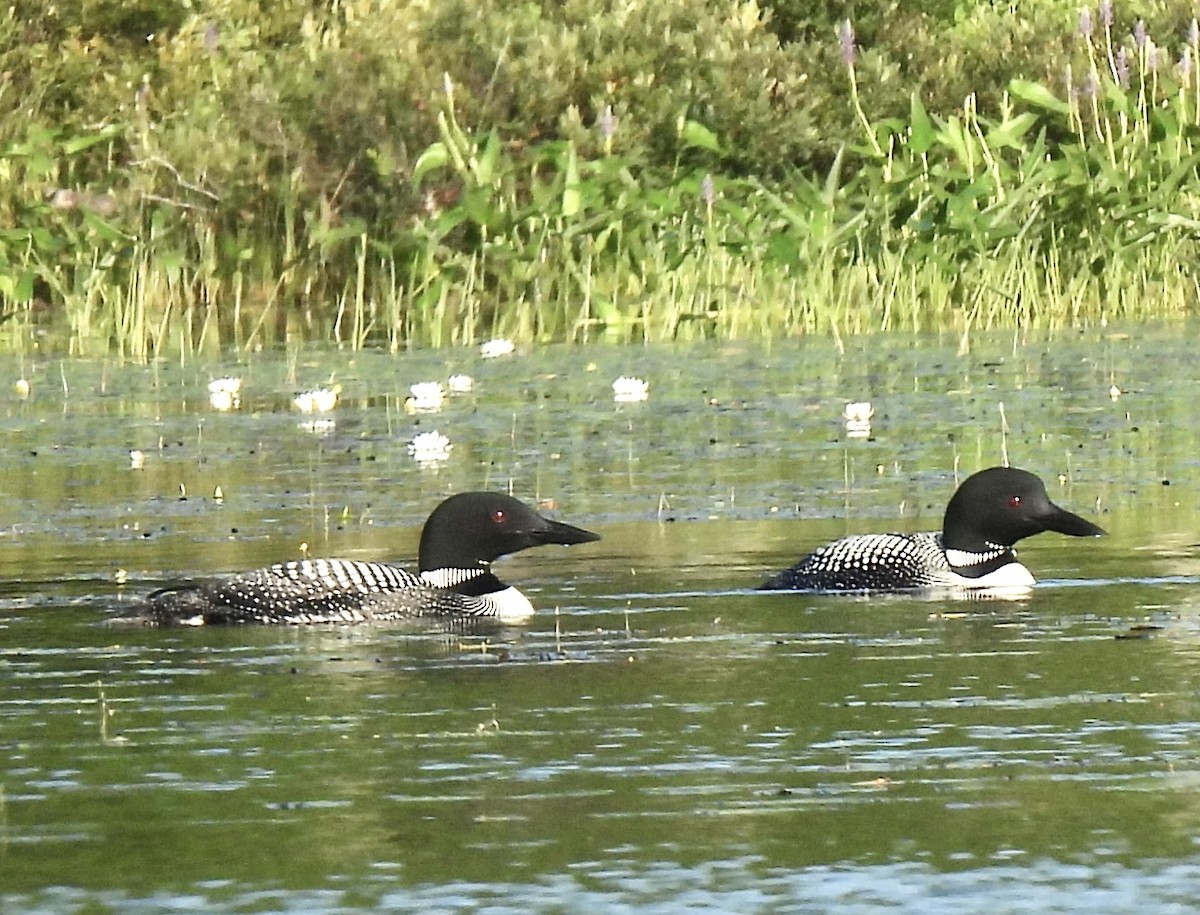 Plongeon huard - ML598299431