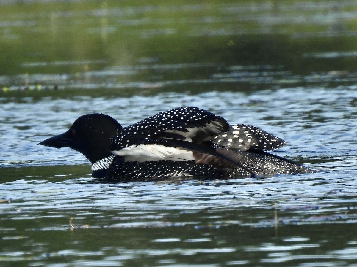 Plongeon huard - ML598299441