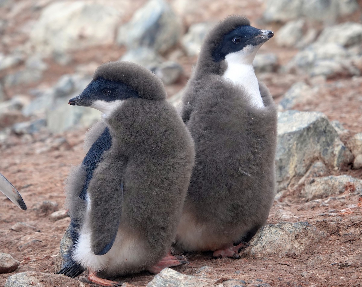 Adelie Penguin - ML598300351