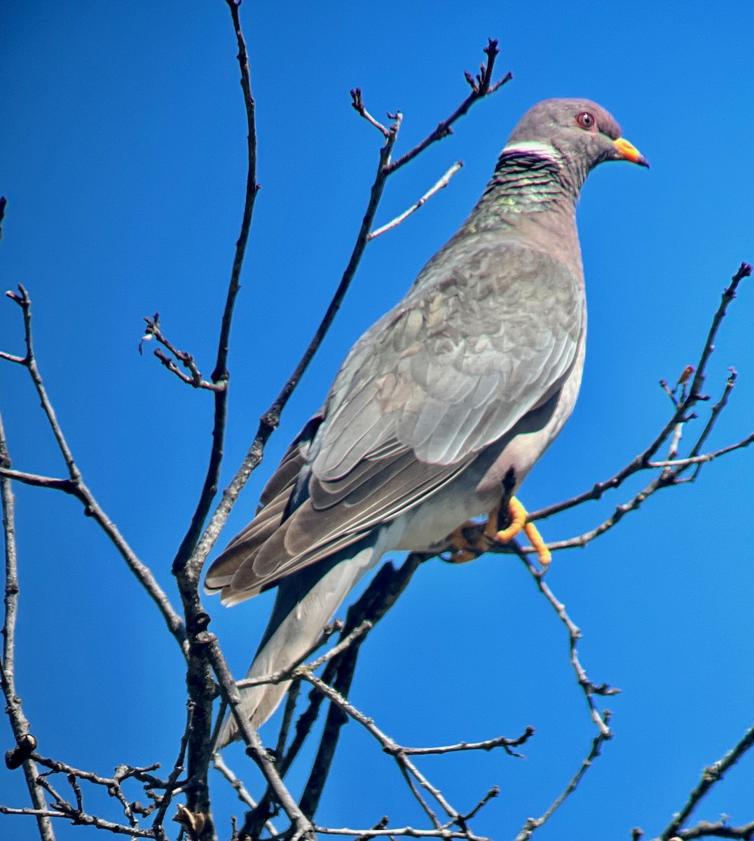Band-tailed Pigeon - Jeri Langham