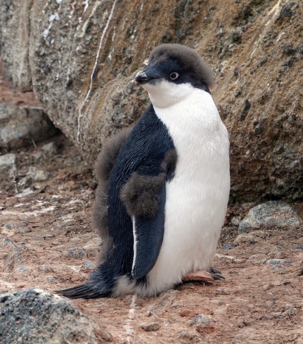 Adelie Penguin - ML598300491
