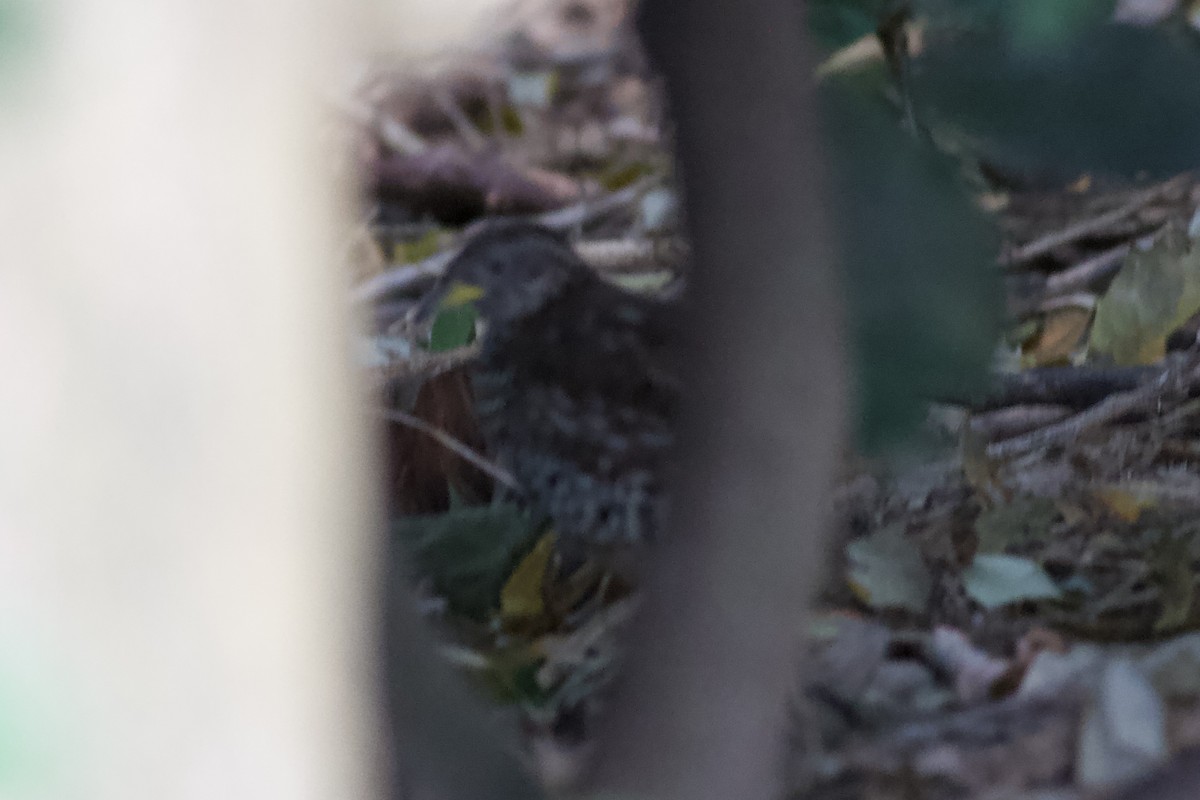 Barred Buttonquail - ML598300591