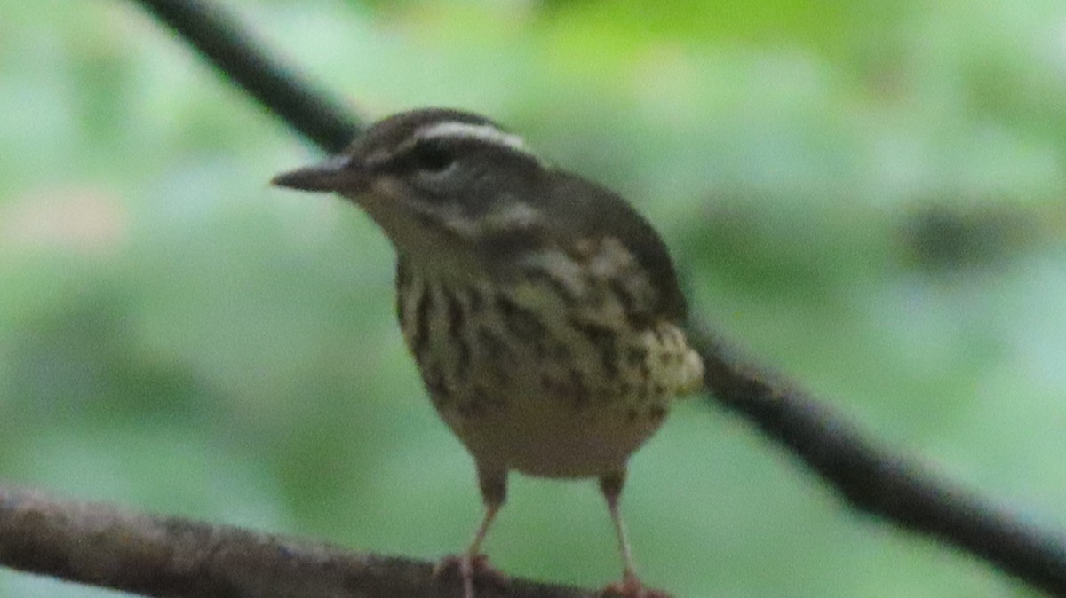 Louisiana Waterthrush - Gregory Allen