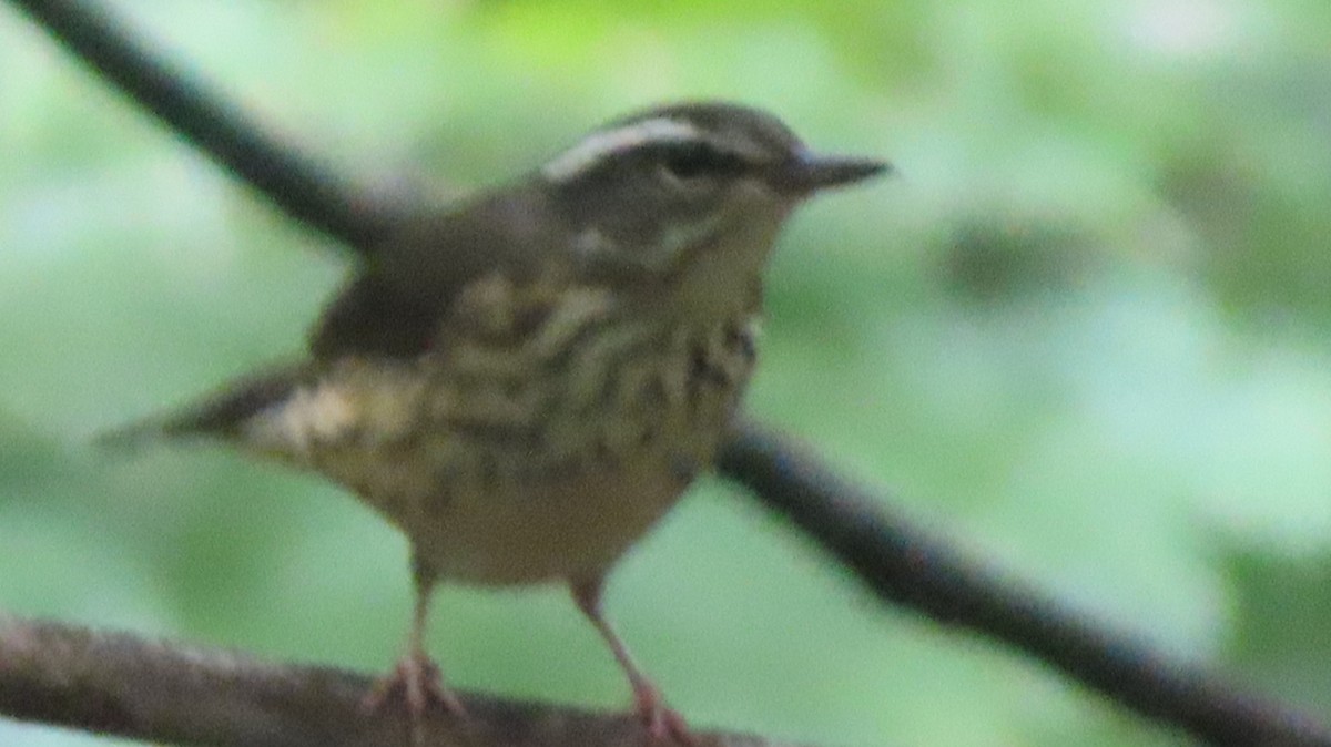 Louisiana Waterthrush - ML598302831