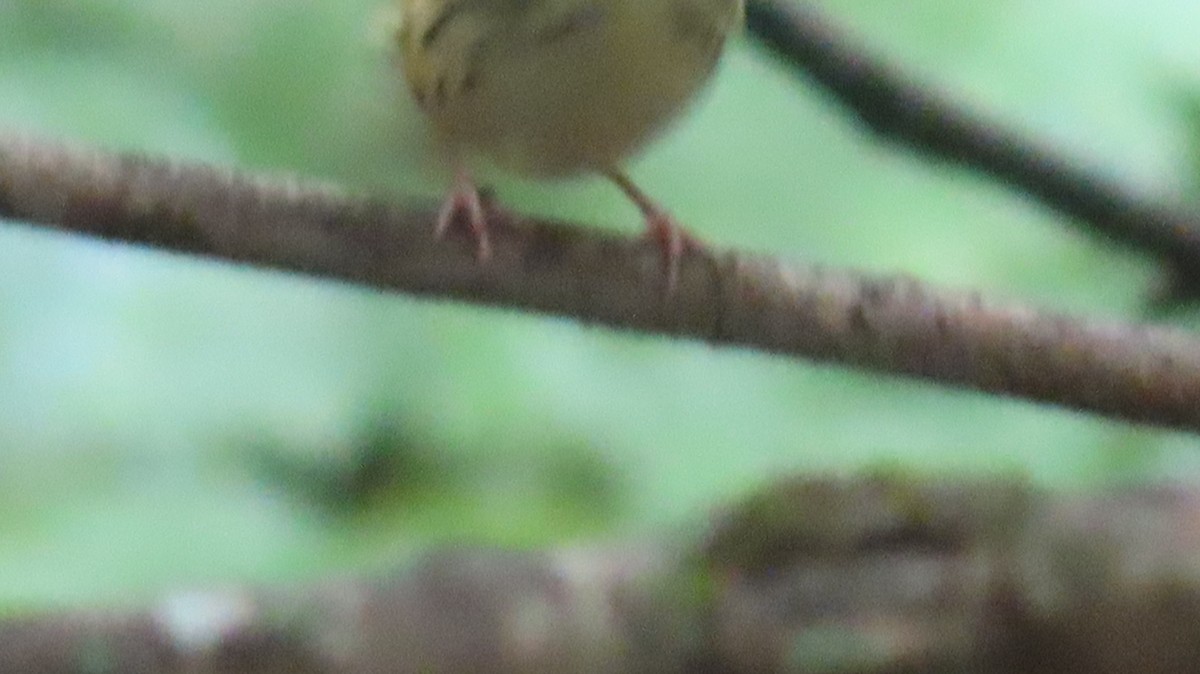 Louisiana Waterthrush - Gregory Allen