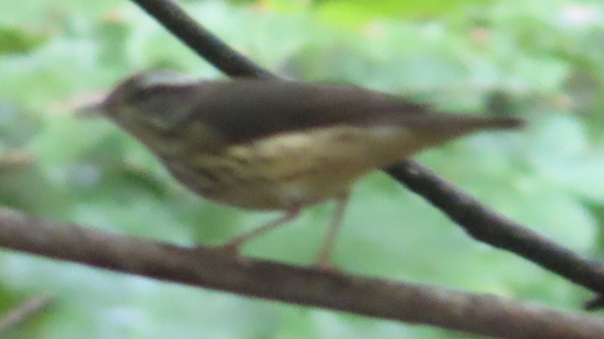 Louisiana Waterthrush - ML598303061