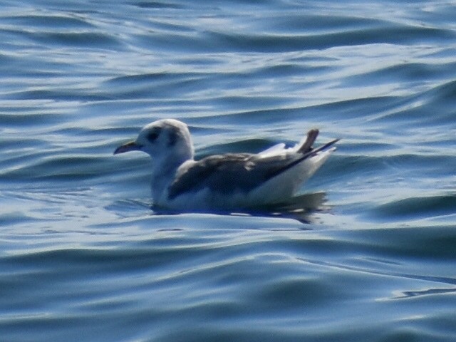 Mouette tridactyle - ML598303151