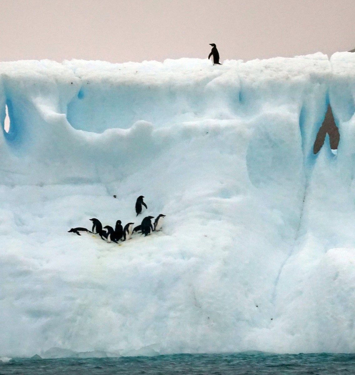 Adelie Penguin - ML598303561