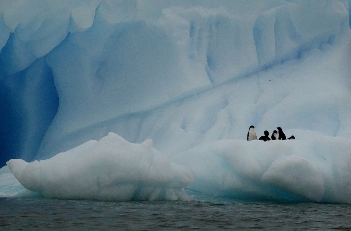 Adelie Penguin - ML598303681