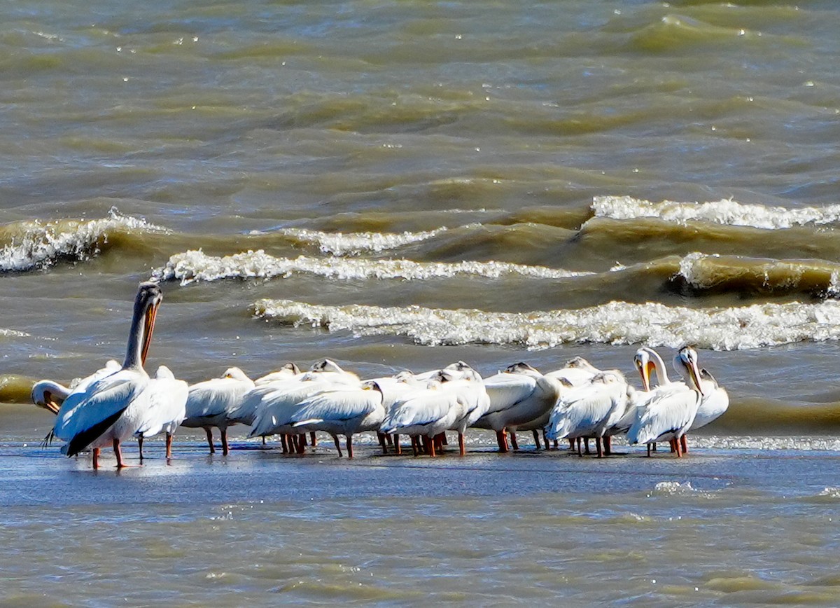 American White Pelican - Anonymous