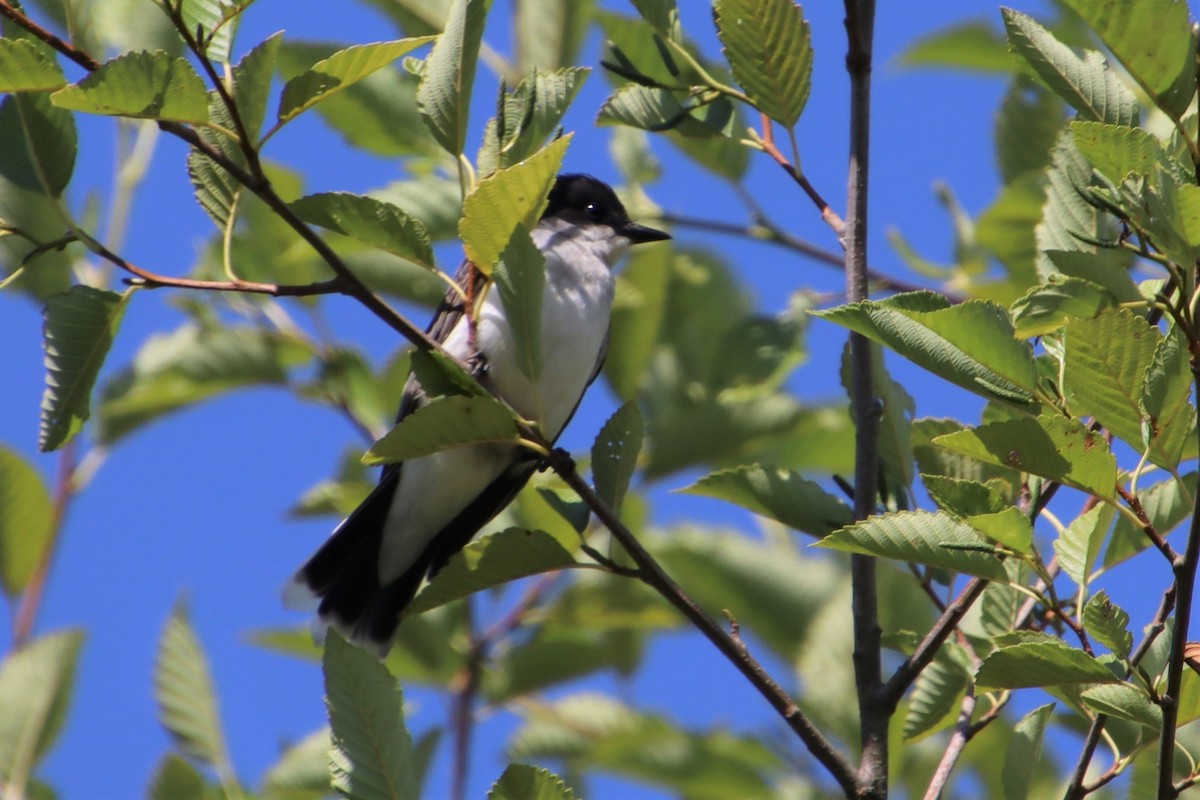 Eastern Kingbird - ML598304721