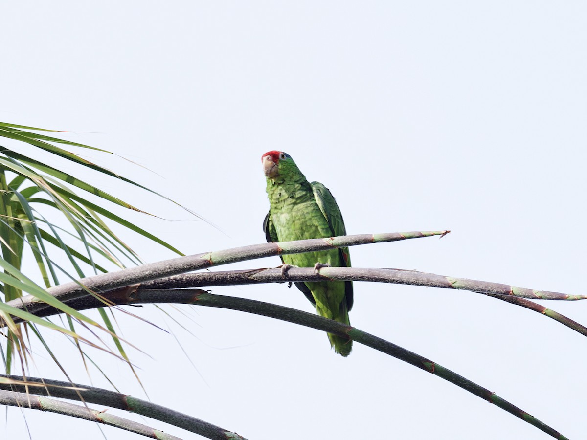 Red-crowned Parrot - ML598306951