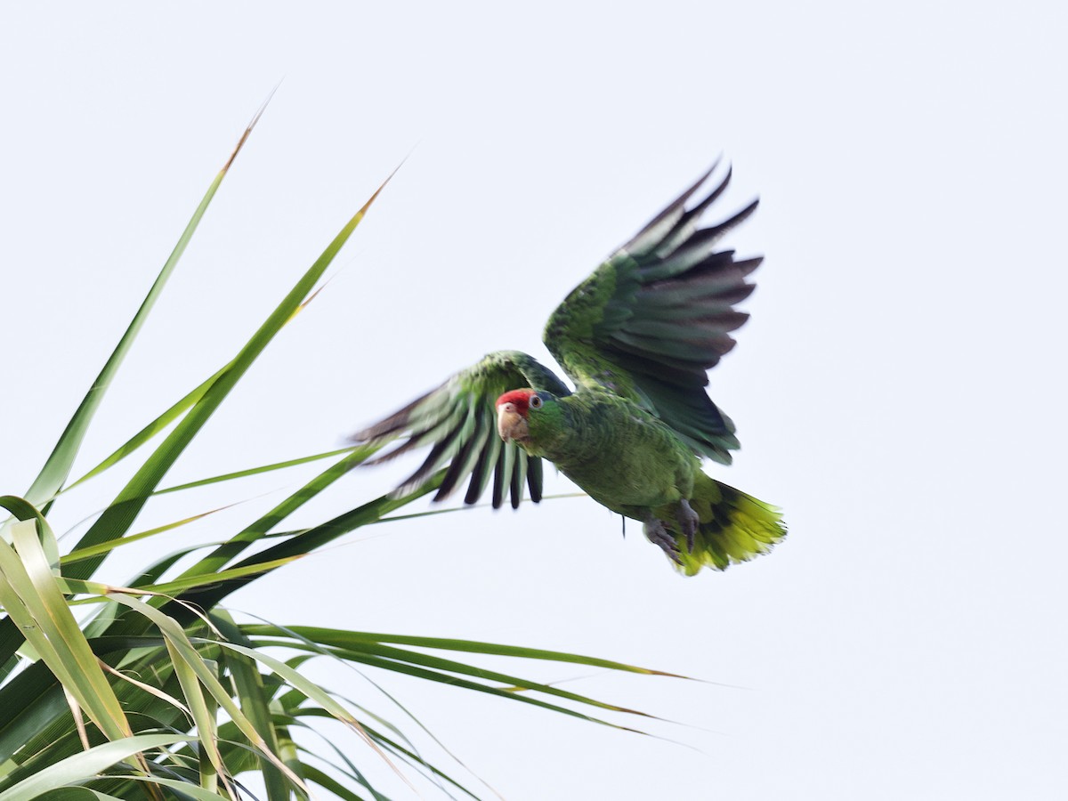 Red-crowned Parrot - ML598307031