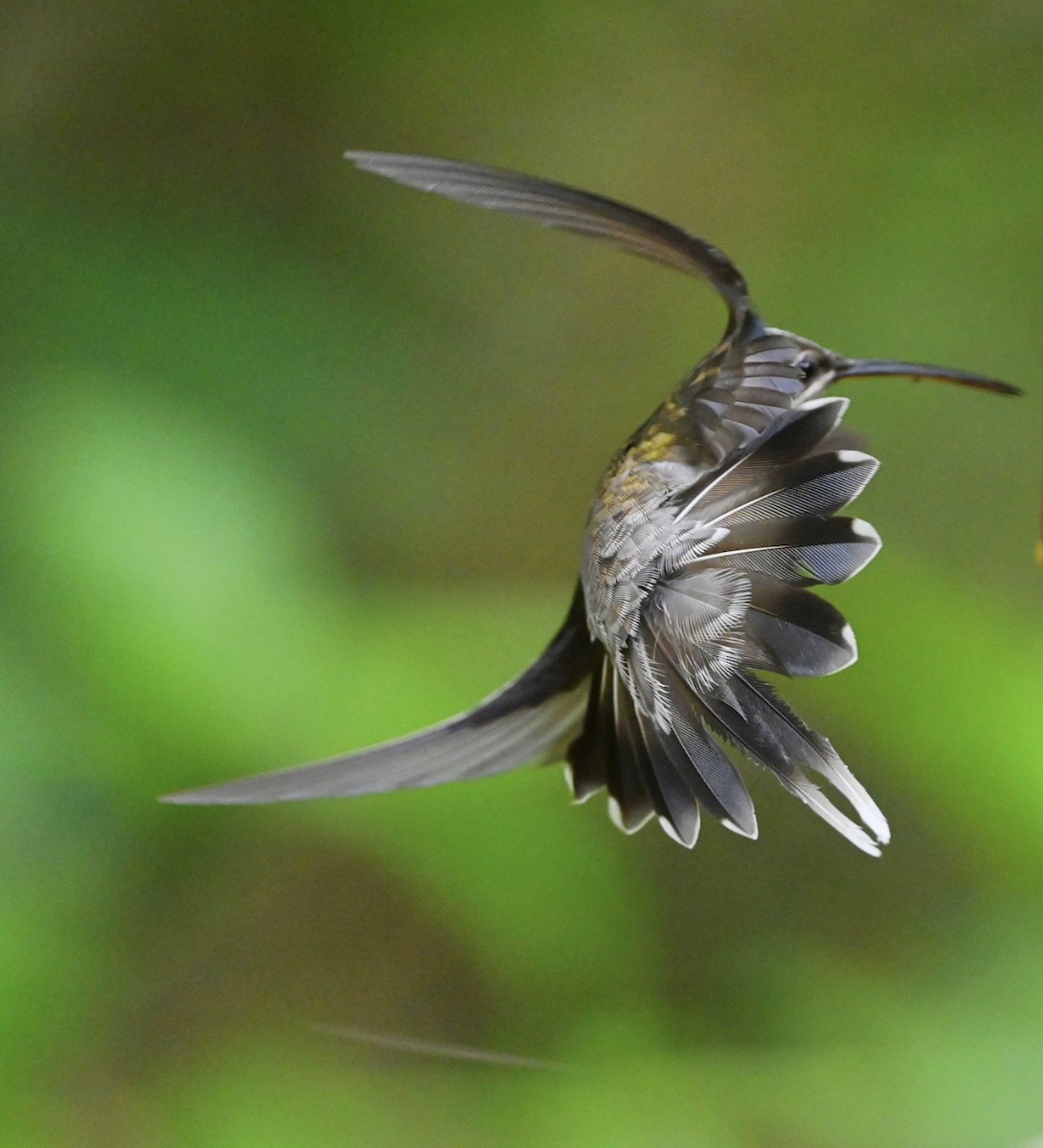kolibřík běloknírkový - ML598307951