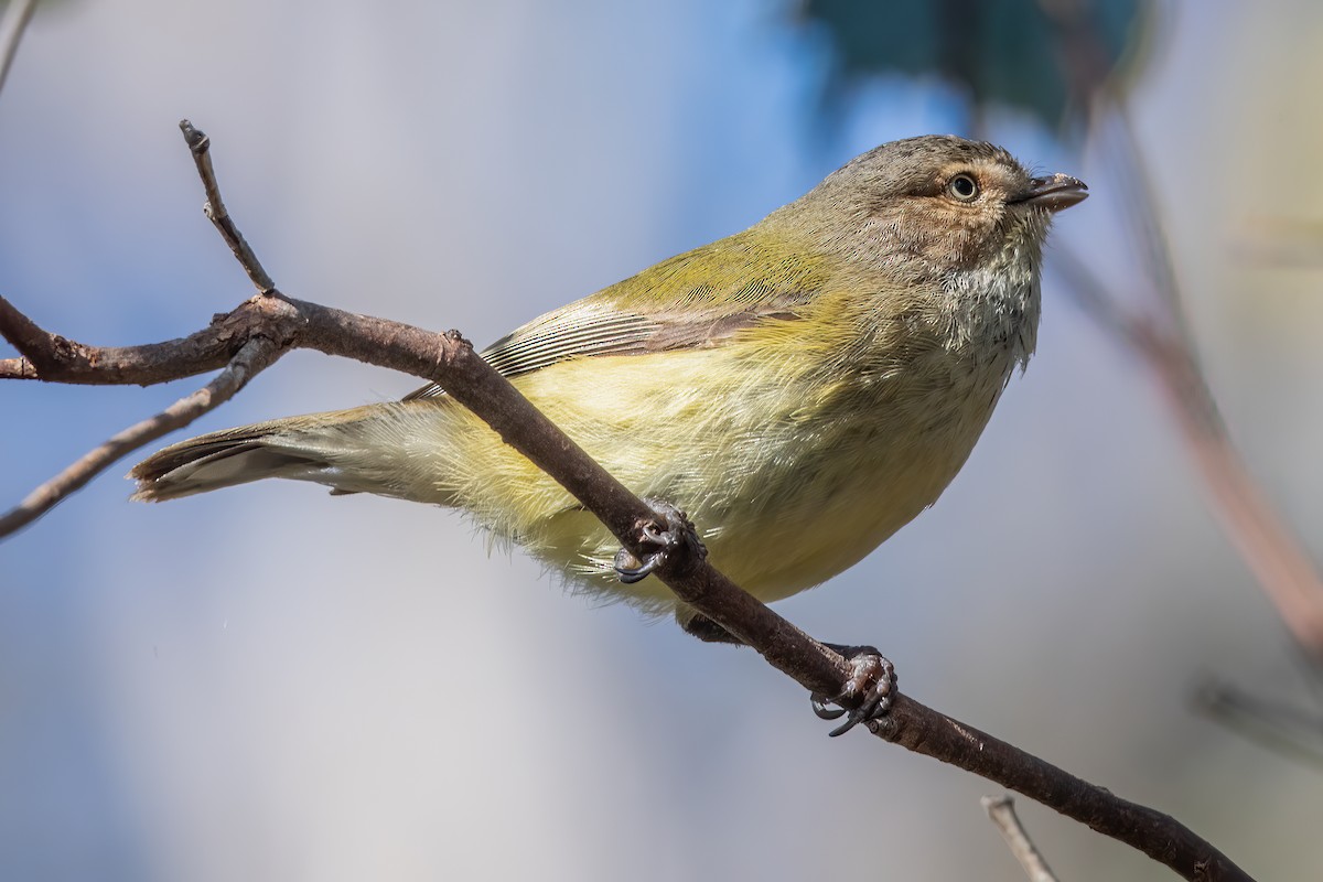 Weebill - ML598307961