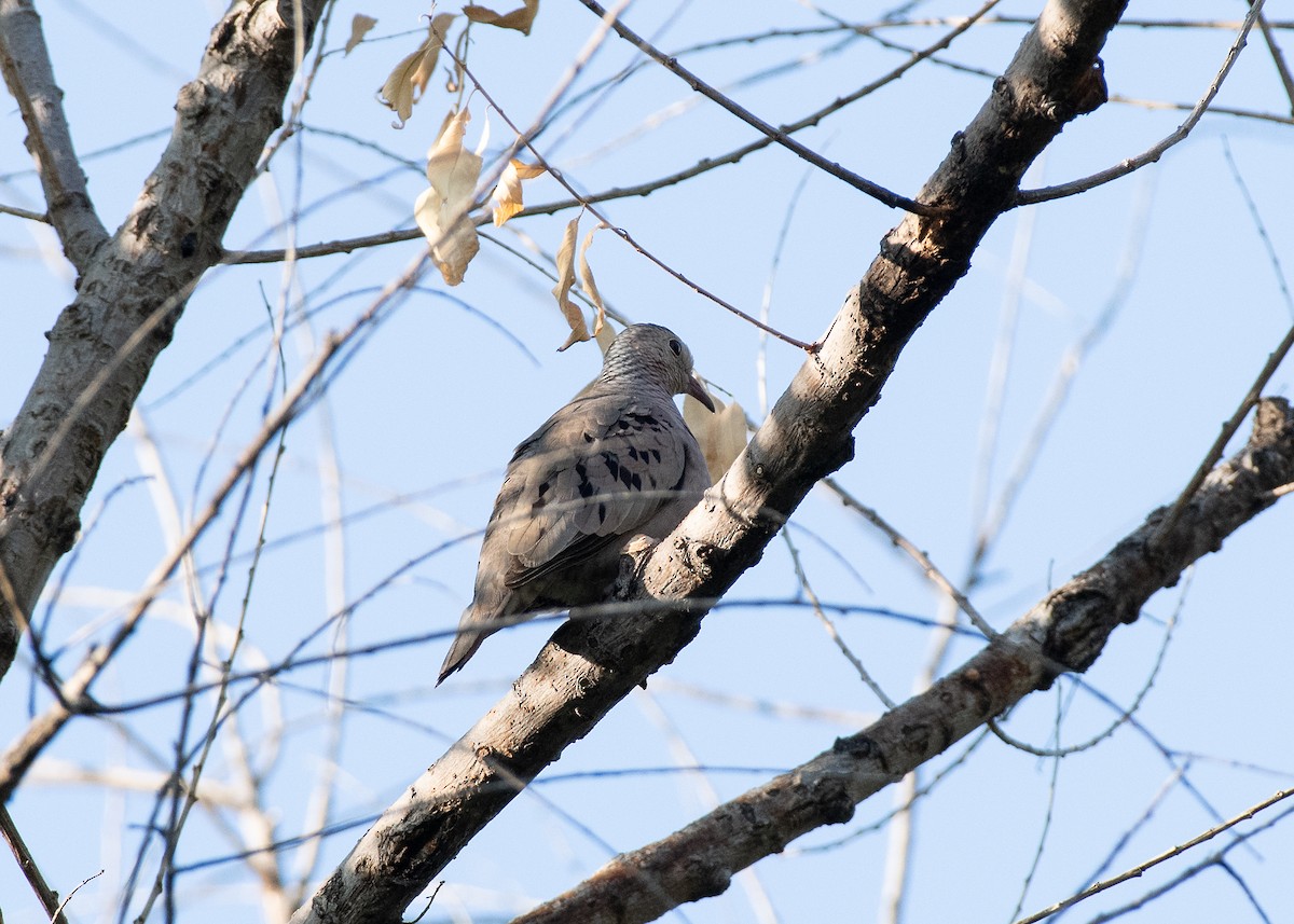 Common Ground Dove - ML598308431