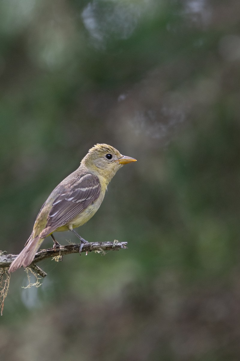 Western Tanager - ML598308571