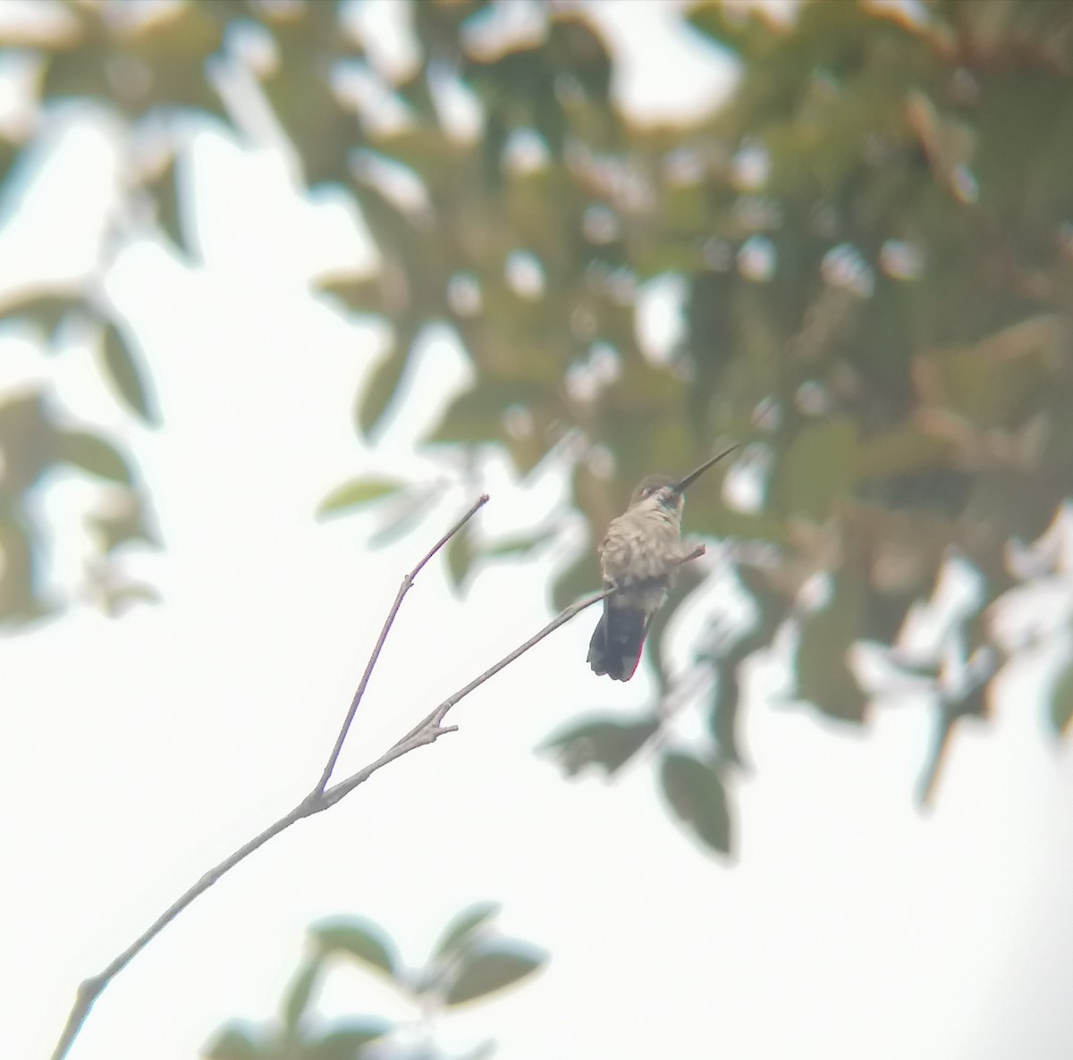 kolibřík hvězdohrdlý - ML598308811