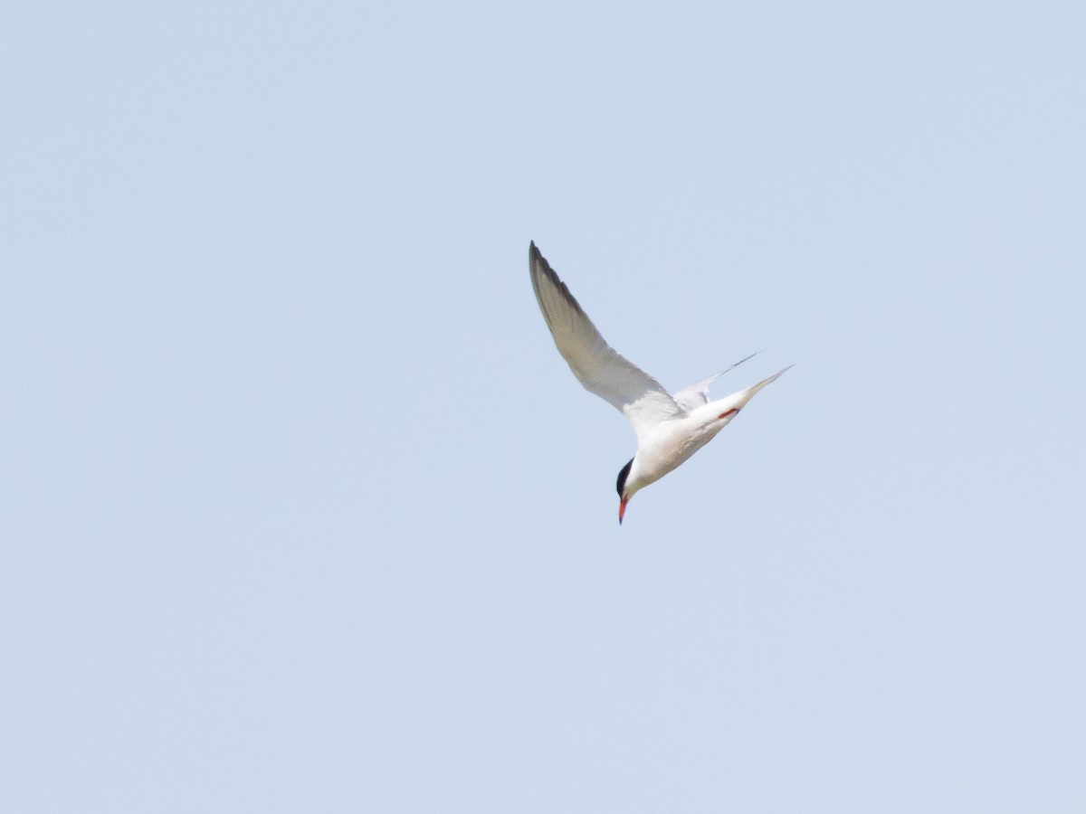 Common Tern - Angus Wilson