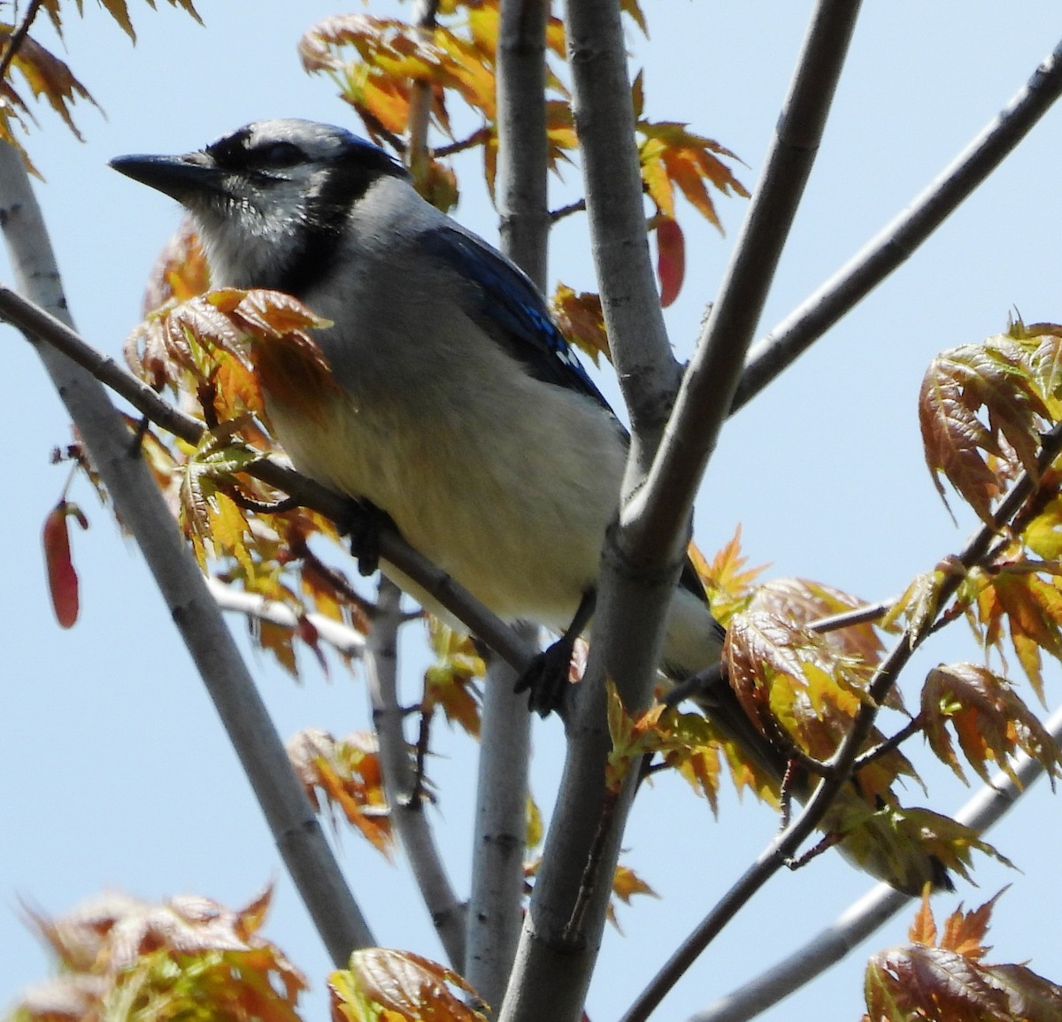 Blue Jay - ML598309671