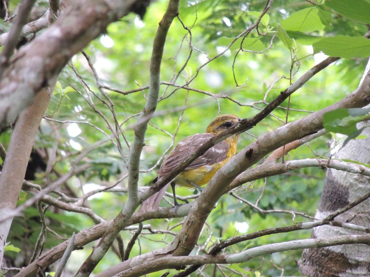 Yellow Grosbeak - Salvador Barraza