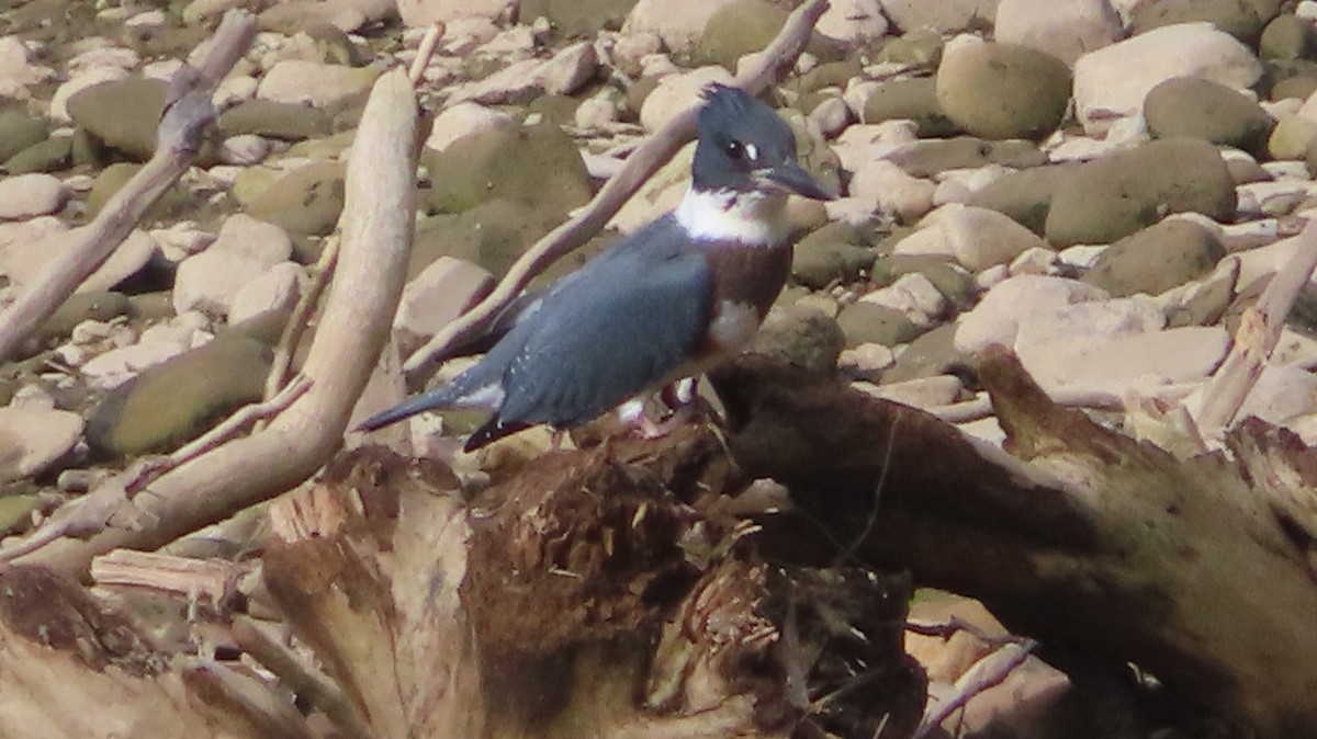 Belted Kingfisher - ML598310271