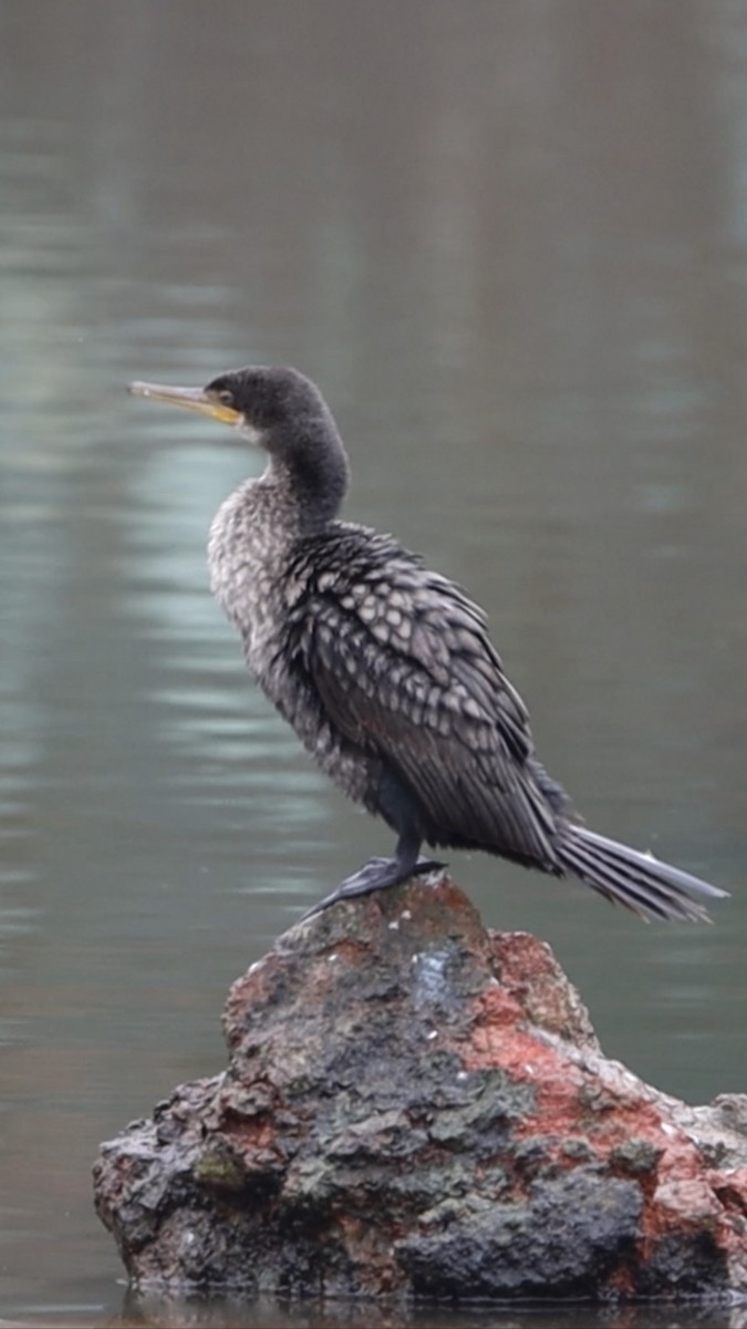 Indian Cormorant - Parag Kokane