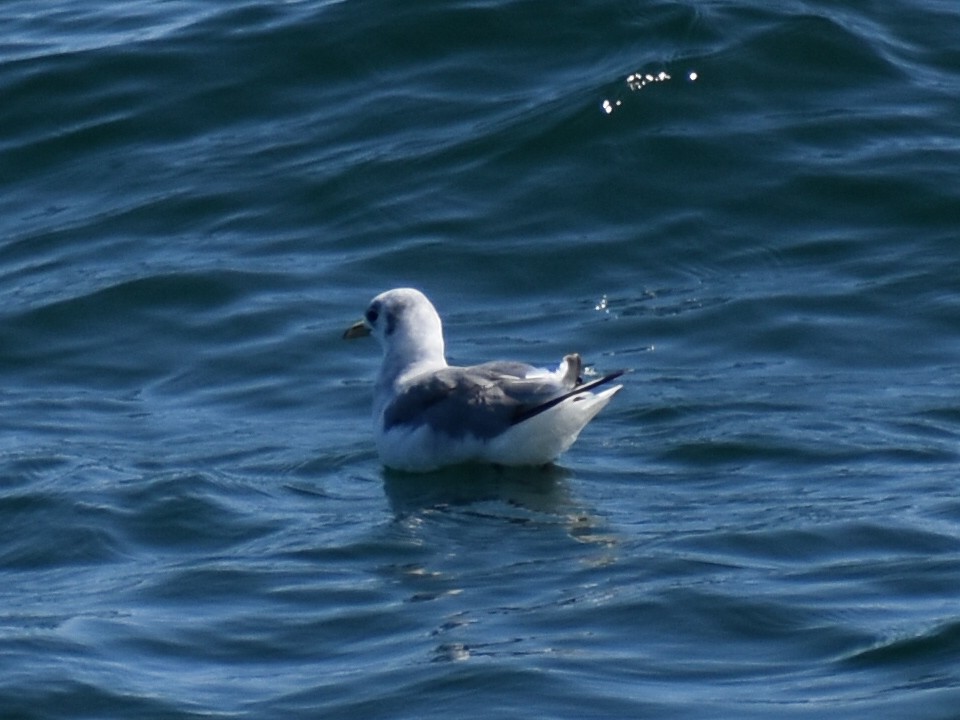 Mouette tridactyle - ML598310721